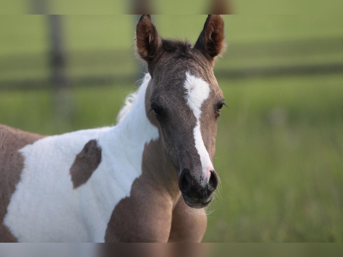 Quarab Mare Foal (06/2025) 14,3 hh in Pastetten