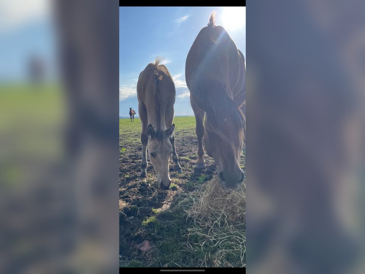 Quarab Merrie 1 Jaar Buckskin in Huizen