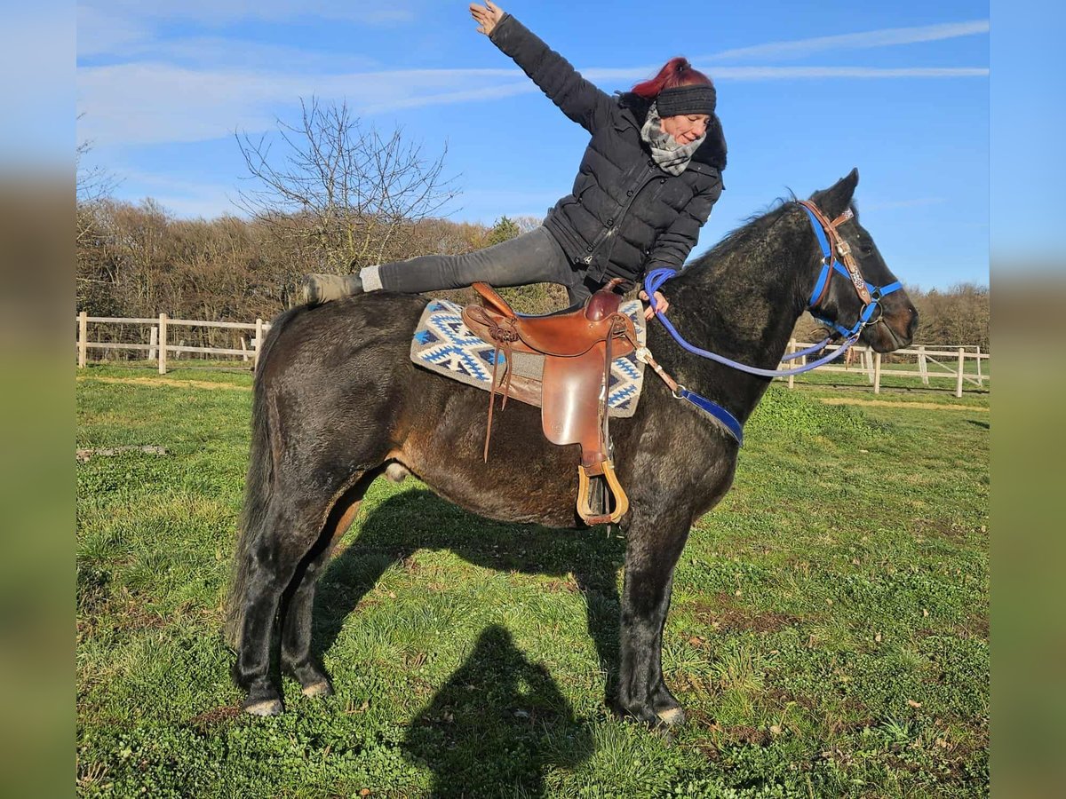 Quarab Ruin 6 Jaar 155 cm Donkerbruin in Linkenbach