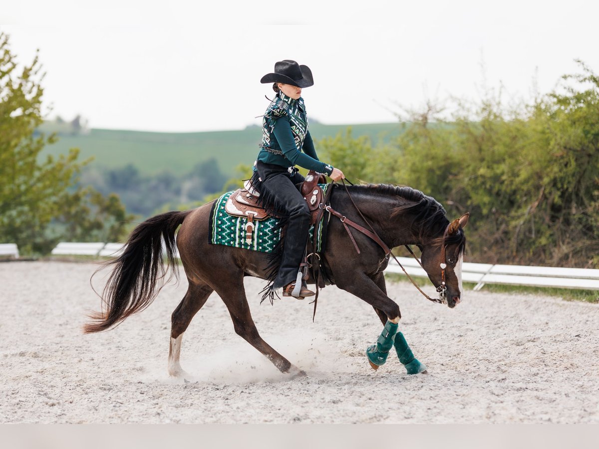 Quarab Stallion Chestnut in Olsbrücken