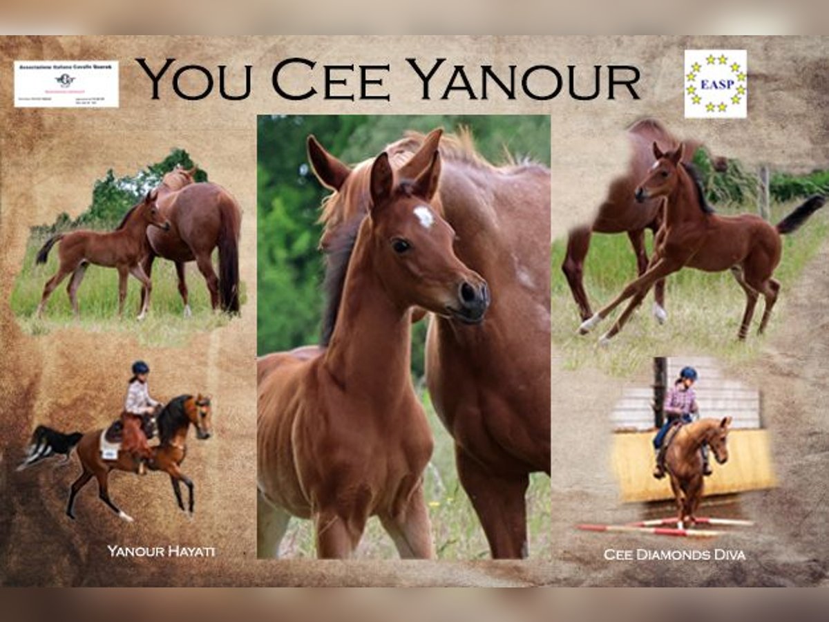 Quarab Stallion Foal (04/2025) 15,1 hh Roan-Bay in Herpt Quarab Stallion Foal (04/2025) 15,1 hh Roan-Bay in Herpt