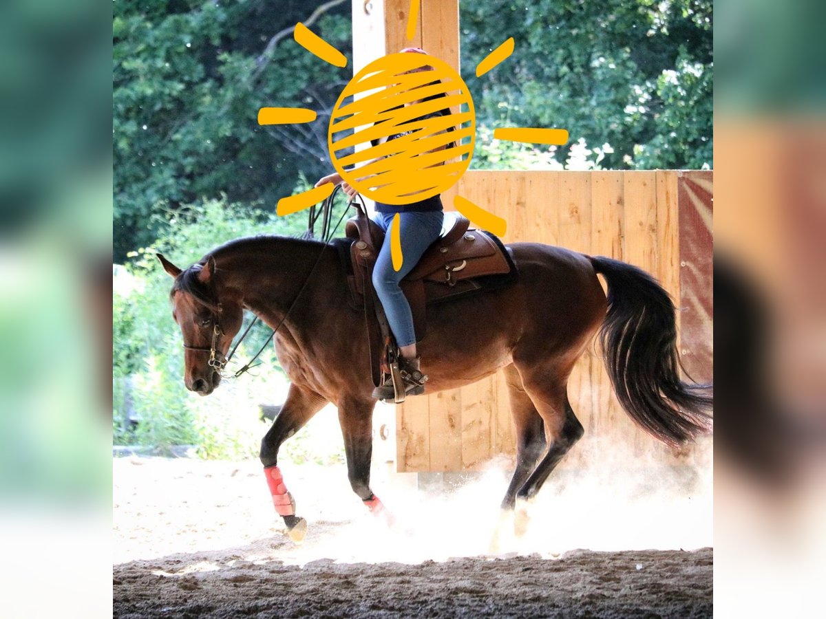 Quarab Sto 12 år 155 cm Mörkbrun in Kleinzell