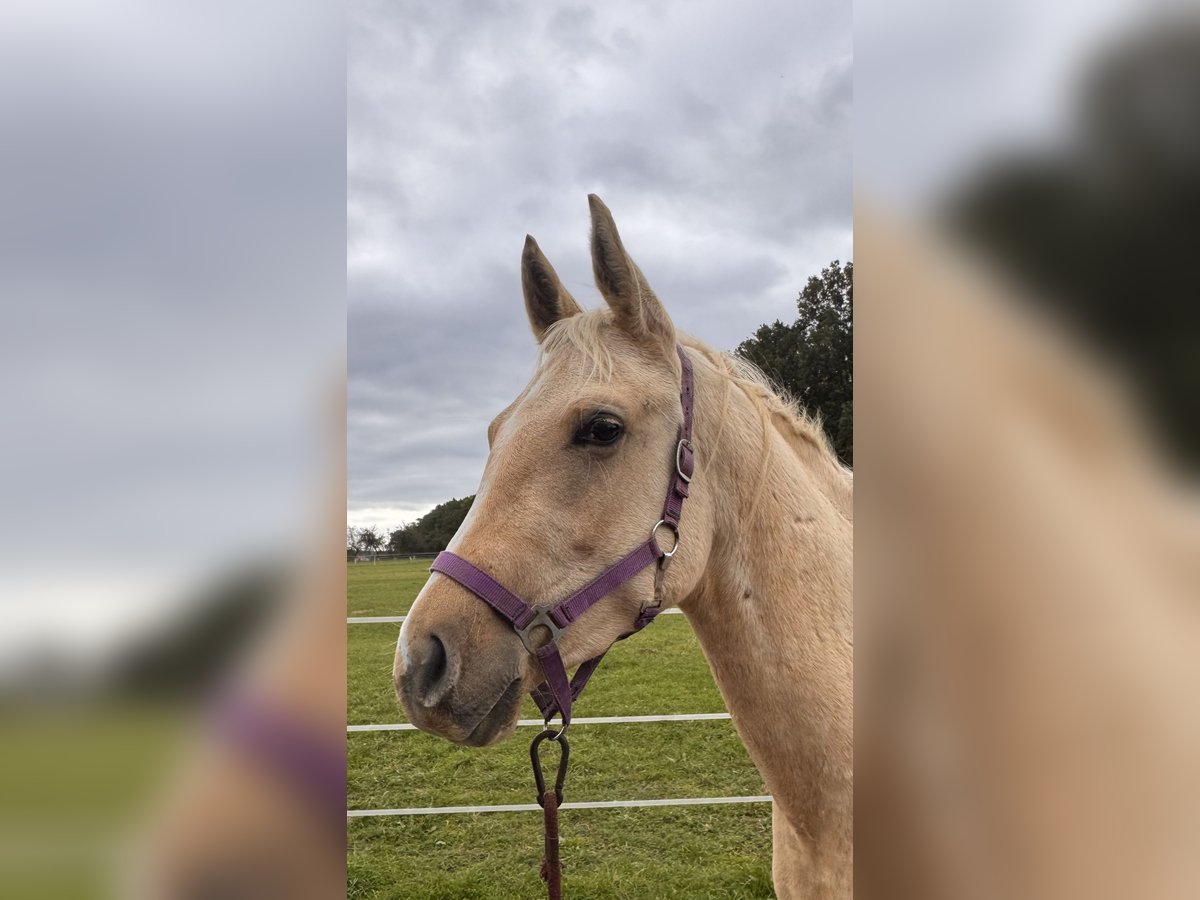 Quarab Wallach 2 Jahre Palomino in &#x141;&#x119;&#x17C;cePoci&#x119;karb