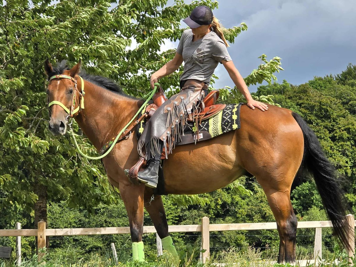 Quarab Mix Wallach 7 Jahre 155 cm Brauner in Linkenbach