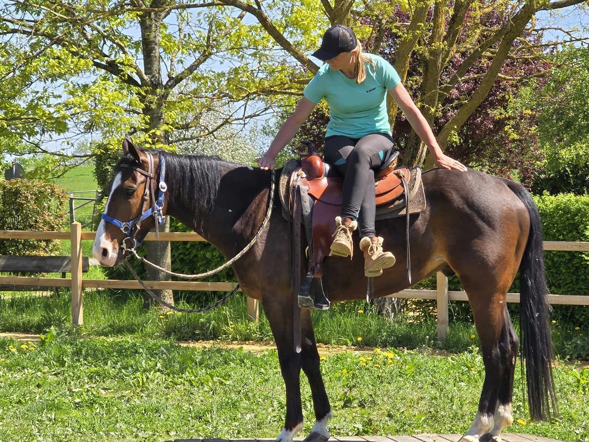 Quarab Wallach 7 Jahre 155 cm Brauner in Linkenbach