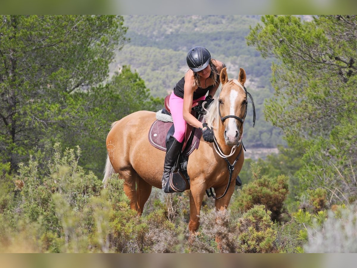 Quarab Mestizo Yegua 9 años 154 cm Palomino in Alcoi/Alcoy