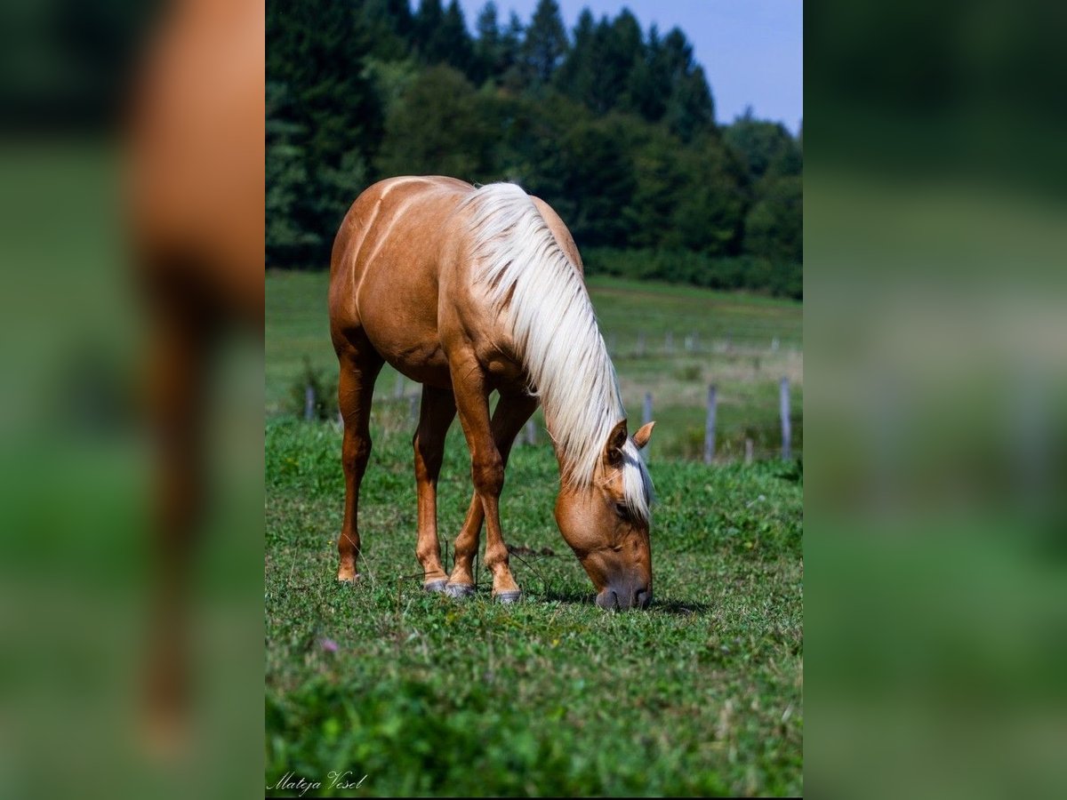 Quarter horse américain Étalon 1 Année 144 cm Palomino in Sodražica