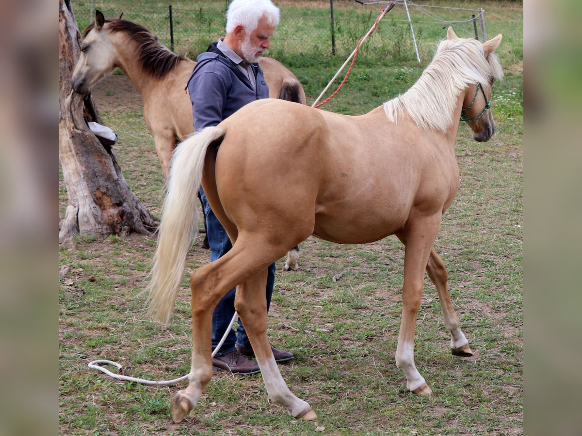 Quarter horse américain Étalon 1 Année 148 cm Palomino in M&#xFC;glitztal