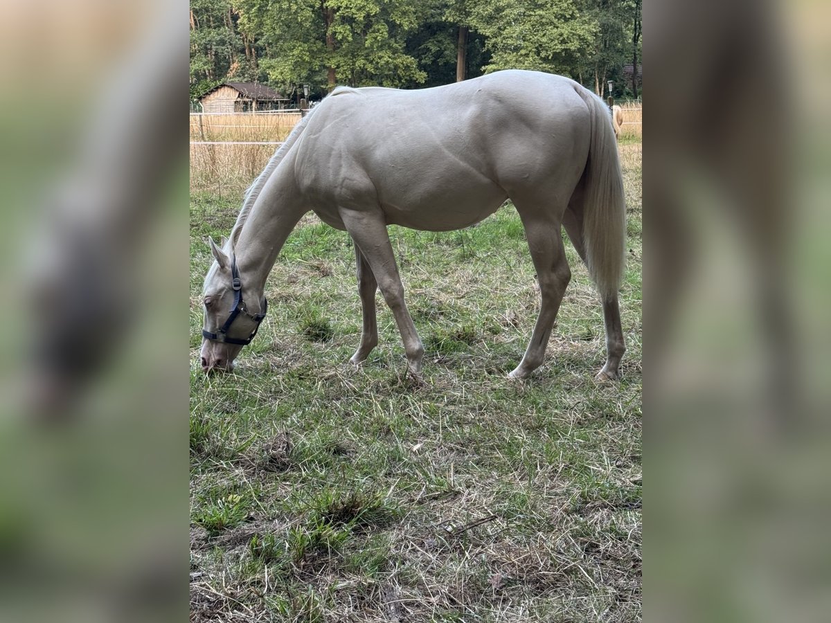 Quarter horse américain Étalon 1 Année 148 cm Perlino in Voerendaal