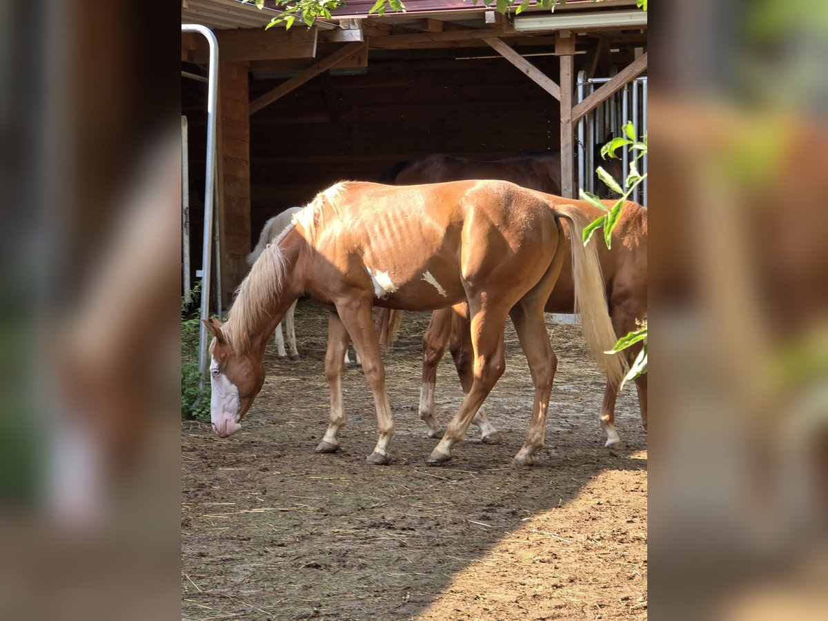 Quarter horse américain Étalon 1 Année 150 cm Alezan in Kraichtal