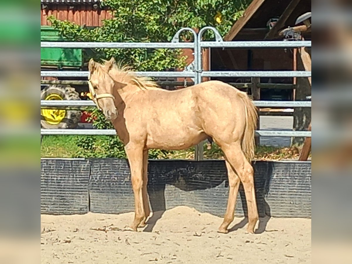 Quarter horse américain Étalon 1 Année 150 cm Palomino in Harth-Pöllnitz