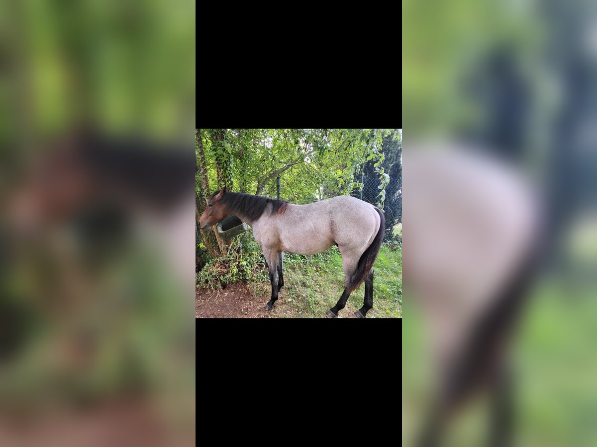 Quarter horse américain Étalon 1 Année 150 cm Roan-Bay in Katzweiler