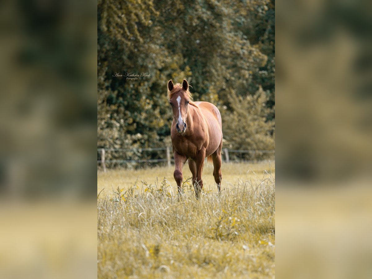 Quarter horse américain Étalon 1 Année 155 cm Alezan brûlé in Lahn Quarter horse américain Étalon 1 Année 155 cm Alezan brûlé in Lahn