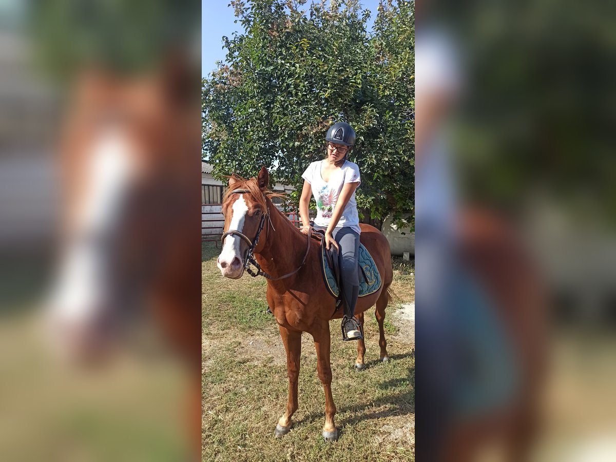 Quarter horse américain Croisé Étalon 1 Année 155 cm Alezan in Gottolengo