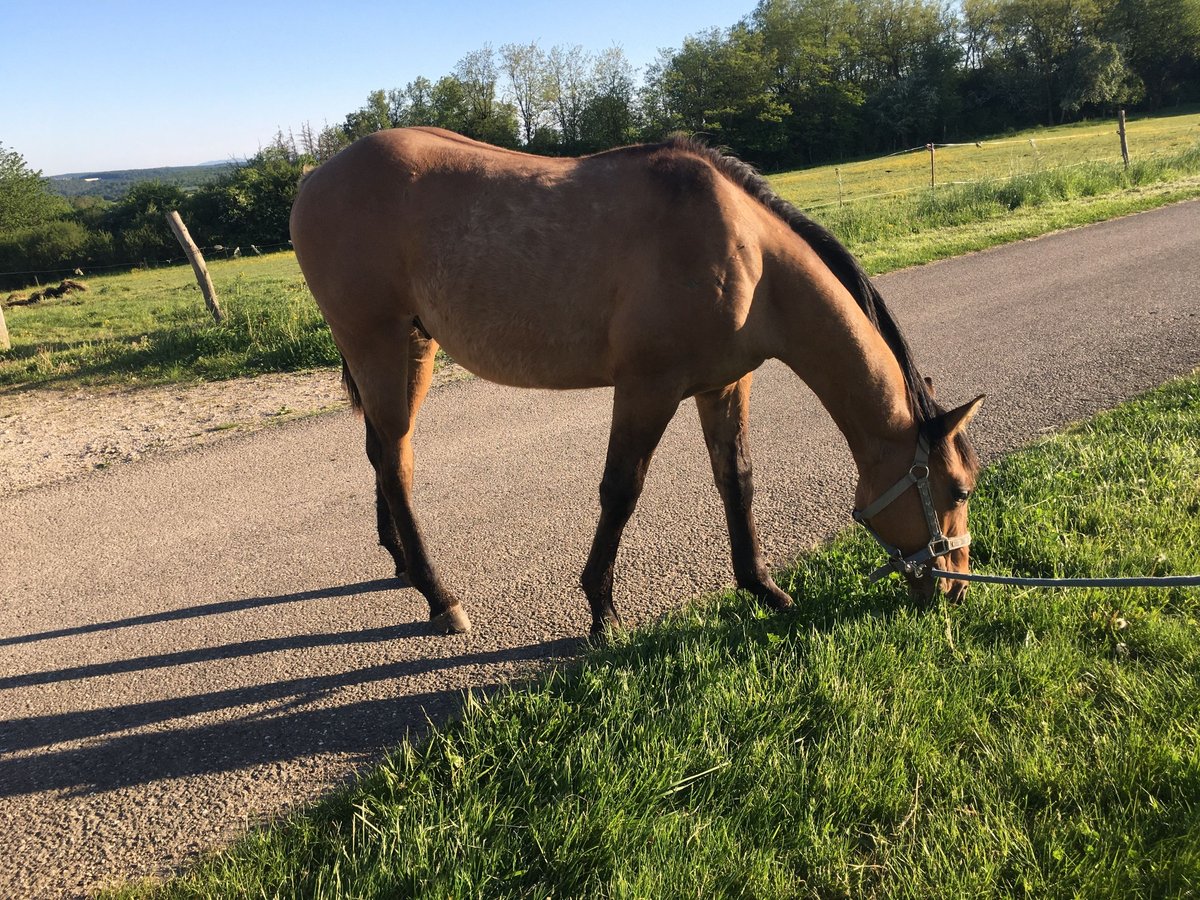 Quarter horse américain Étalon 1 Année 155 cm Bai in Petit-Réderching
