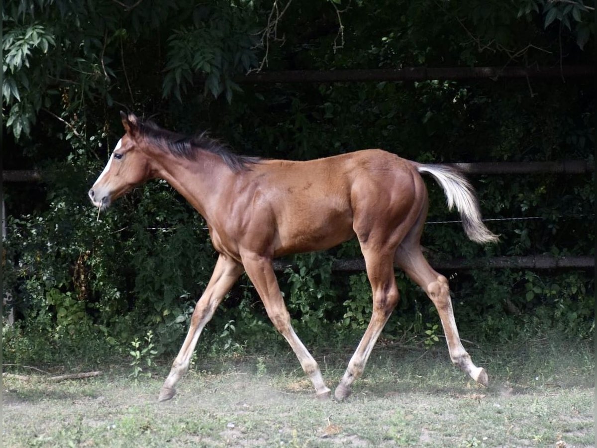 Quarter horse américain Étalon 1 Année 158 cm Bai brun foncé in Weikendorf
