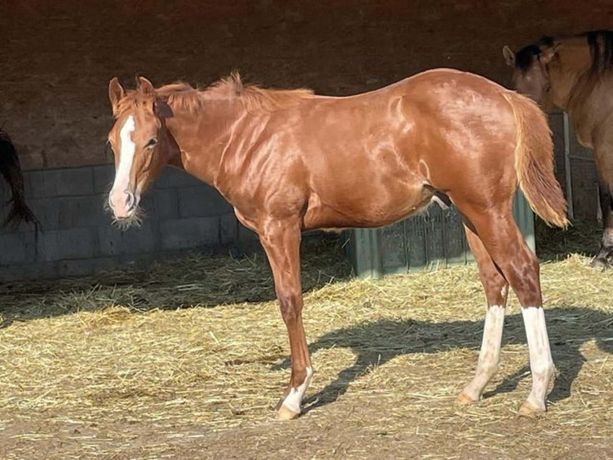 Quarter horse américain Étalon 1 Année Alezan brûlé in Deggenhausertal