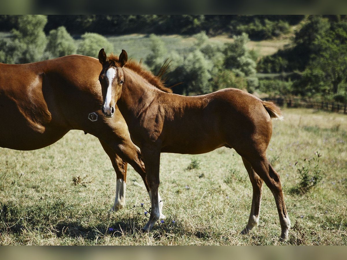 Quarter horse américain Étalon 1 Année Alezan brûlé in München