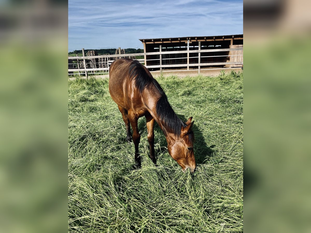 Quarter horse américain Étalon 1 Année Bai brun in Rheinfelden