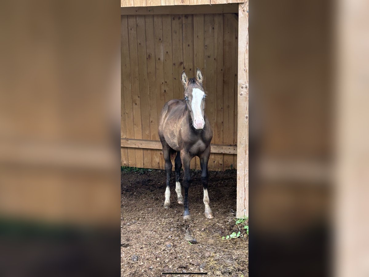 Quarter horse américain Étalon 1 Année Buckskin in Ljubljana