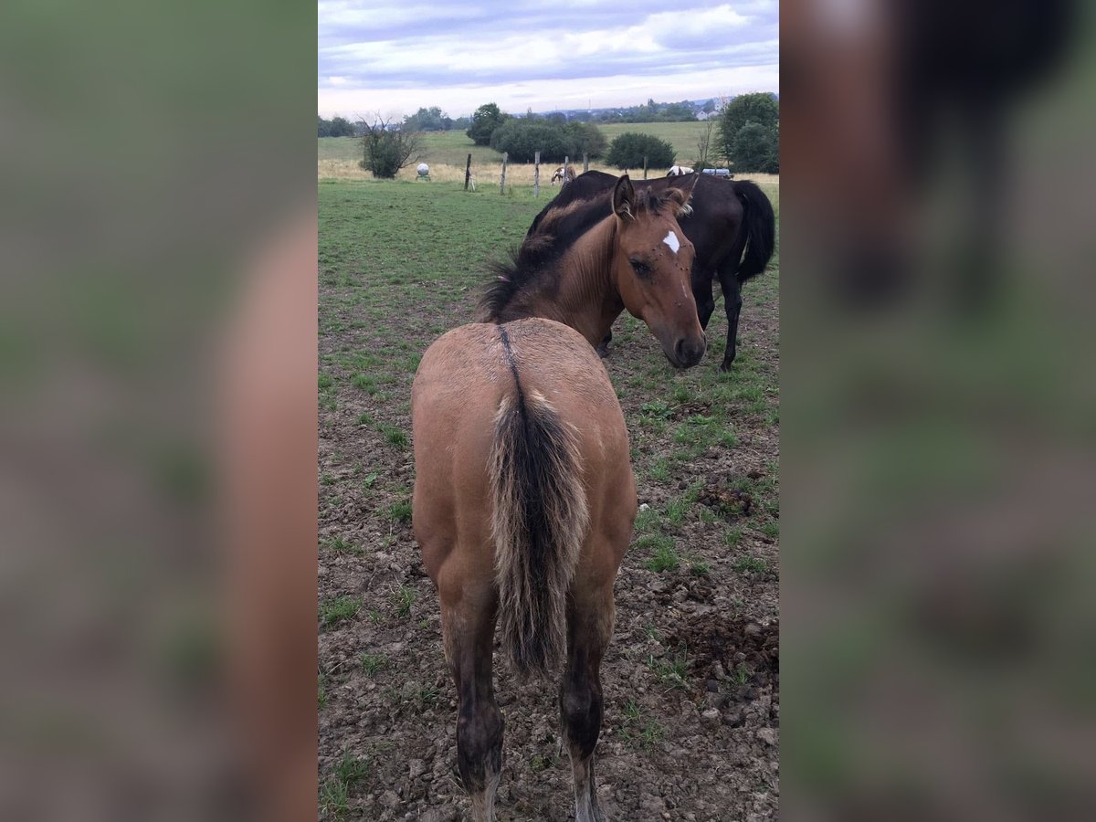 Quarter horse américain Étalon 1 Année Gris (bai-dun) in Petit-Réderching