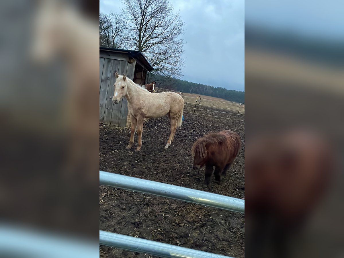 Quarter horse américain Étalon 1 Année Palomino in Spremberg