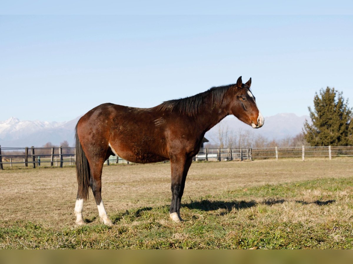 Quarter horse américain Étalon 2 Ans 145 cm Bai in Caluso