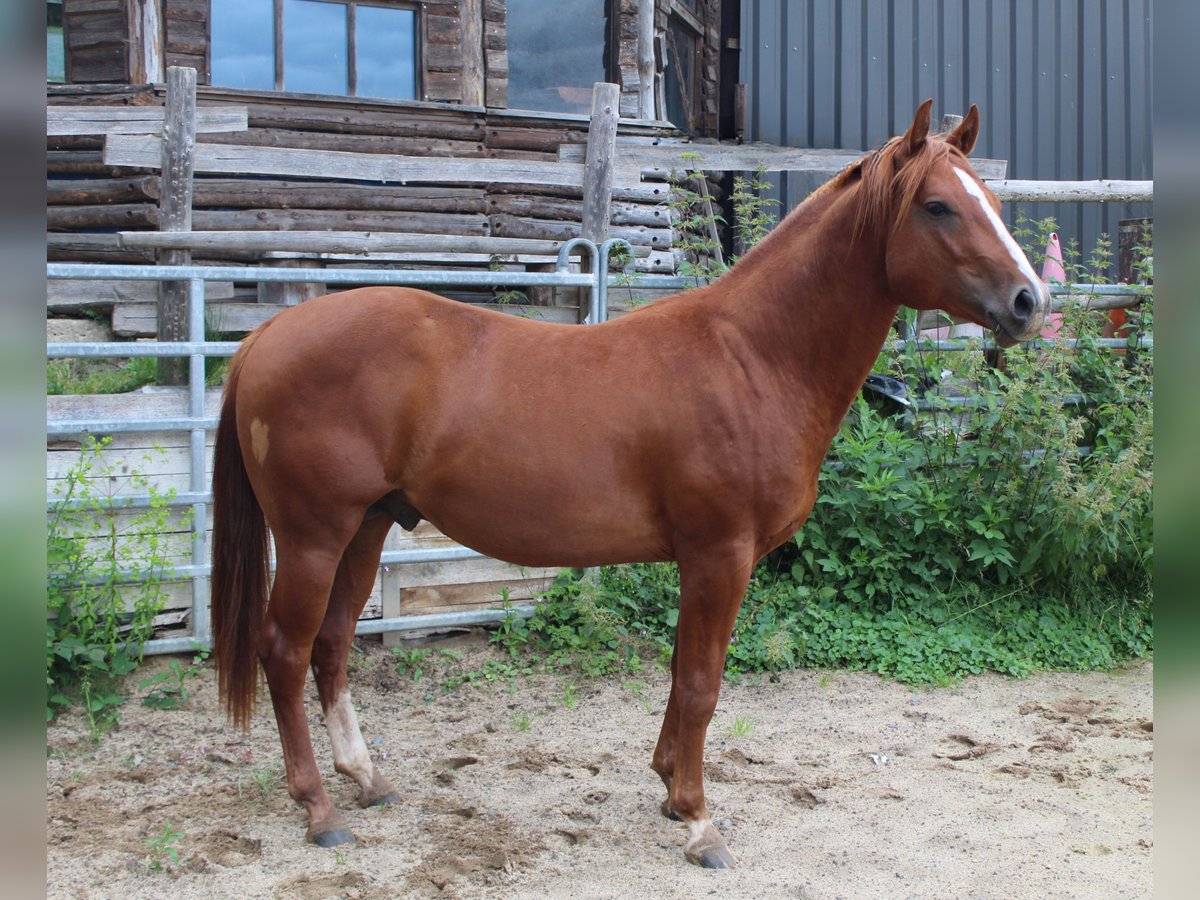 Quarter horse américain Étalon 2 Ans 148 cm Alezan in Gerolstein