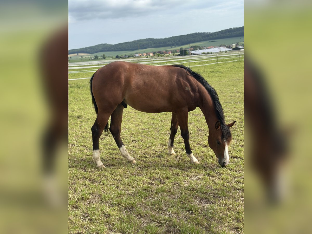 Quarter horse américain Étalon 2 Ans 155 cm Bai in Alfeld (Leine)