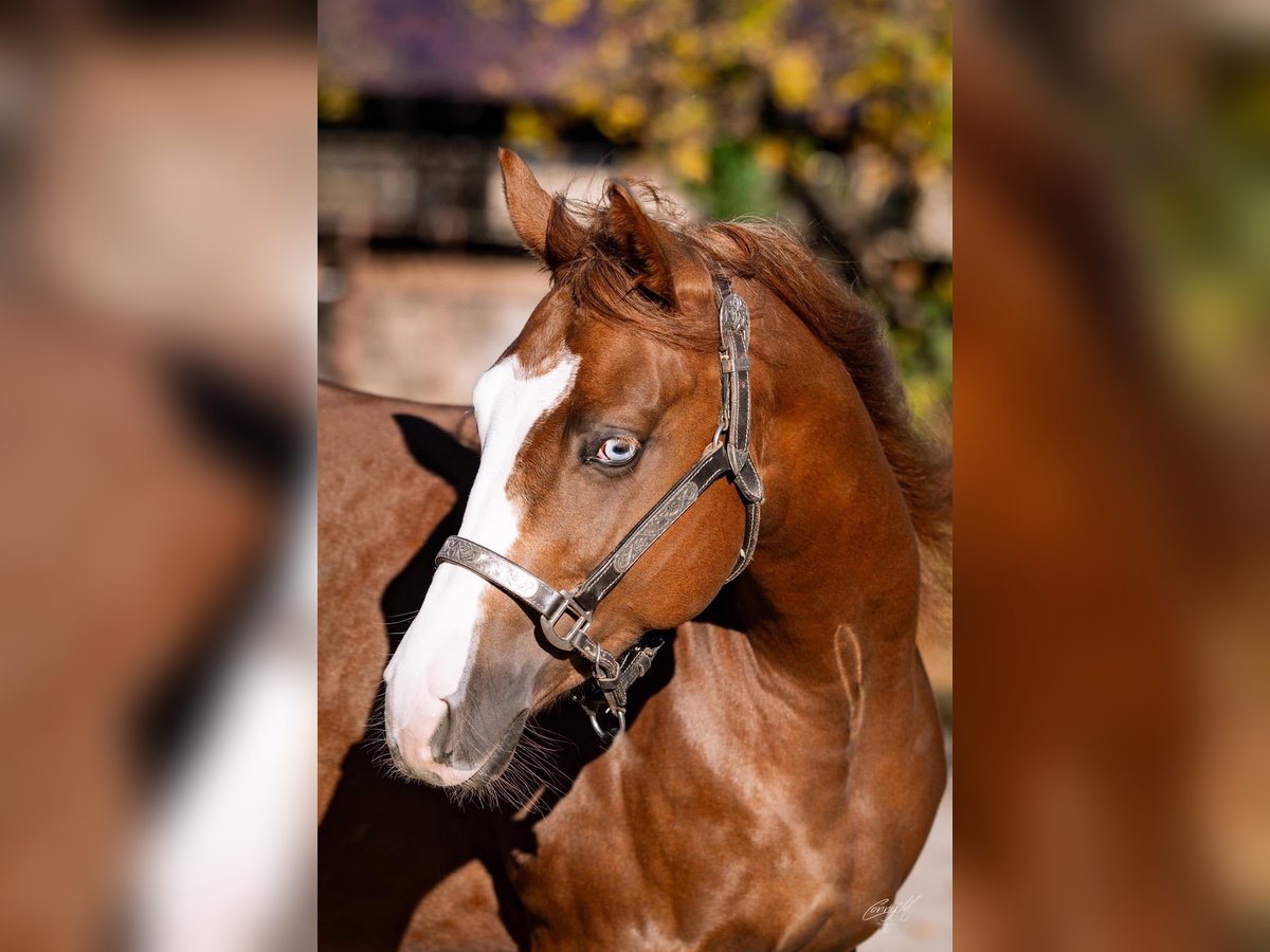 Quarter horse américain Étalon 2 Ans Alezan brûlé in Wiener Neustadt
