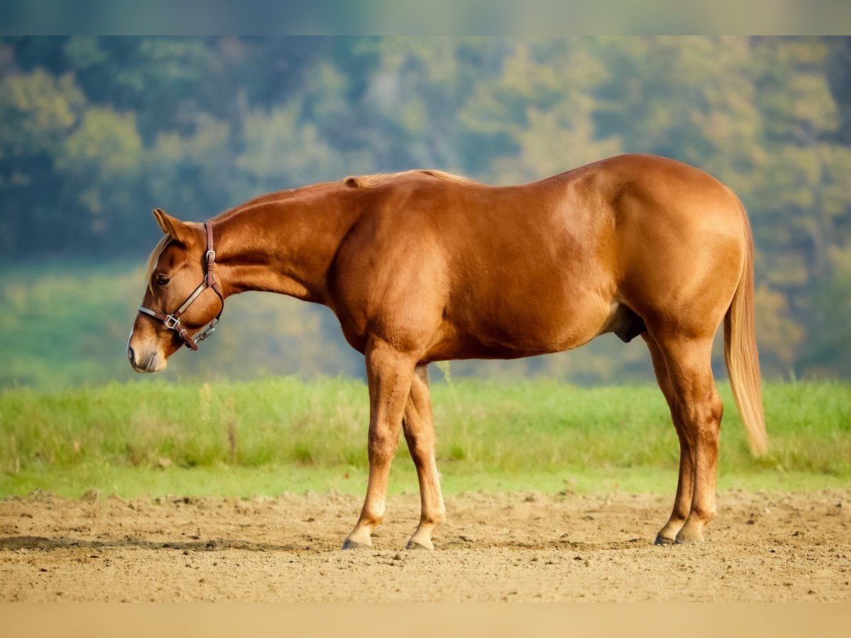 Quarter horse américain Étalon 2 Ans Alezan in M&#xFC;nchen