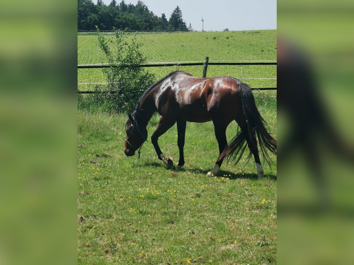 Quarter horse américain Étalon 3 Ans 145 cm Bai in Dreis-Br&#xFC;ck