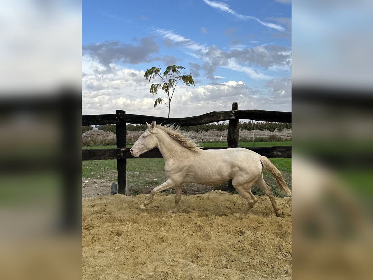 Quarter horse américain Étalon 3 Ans 155 cm Cremello in Albacete