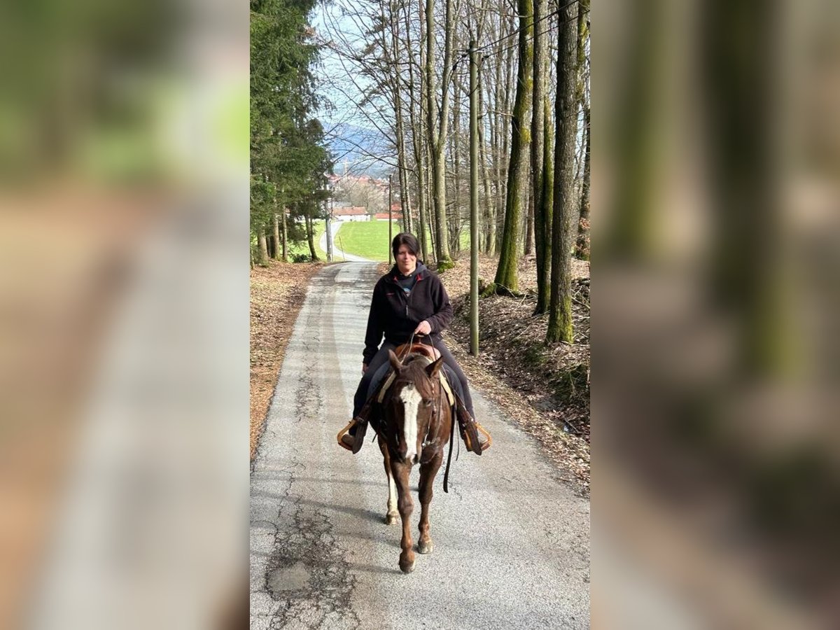 Quarter horse américain Étalon 5 Ans 147 cm Alezan brûlé in Schaufling