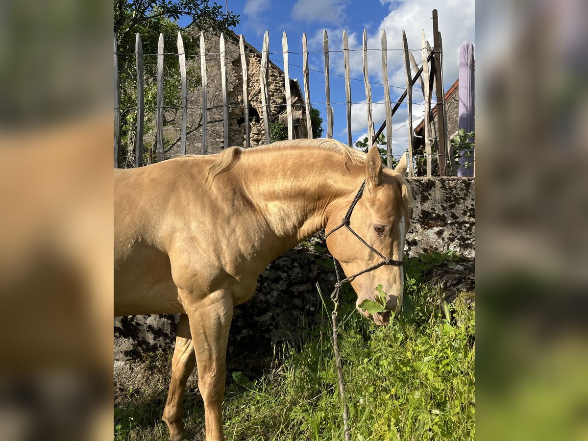 Quarter horse américain Étalon 5 Ans 147 cm Champagne in Lormes