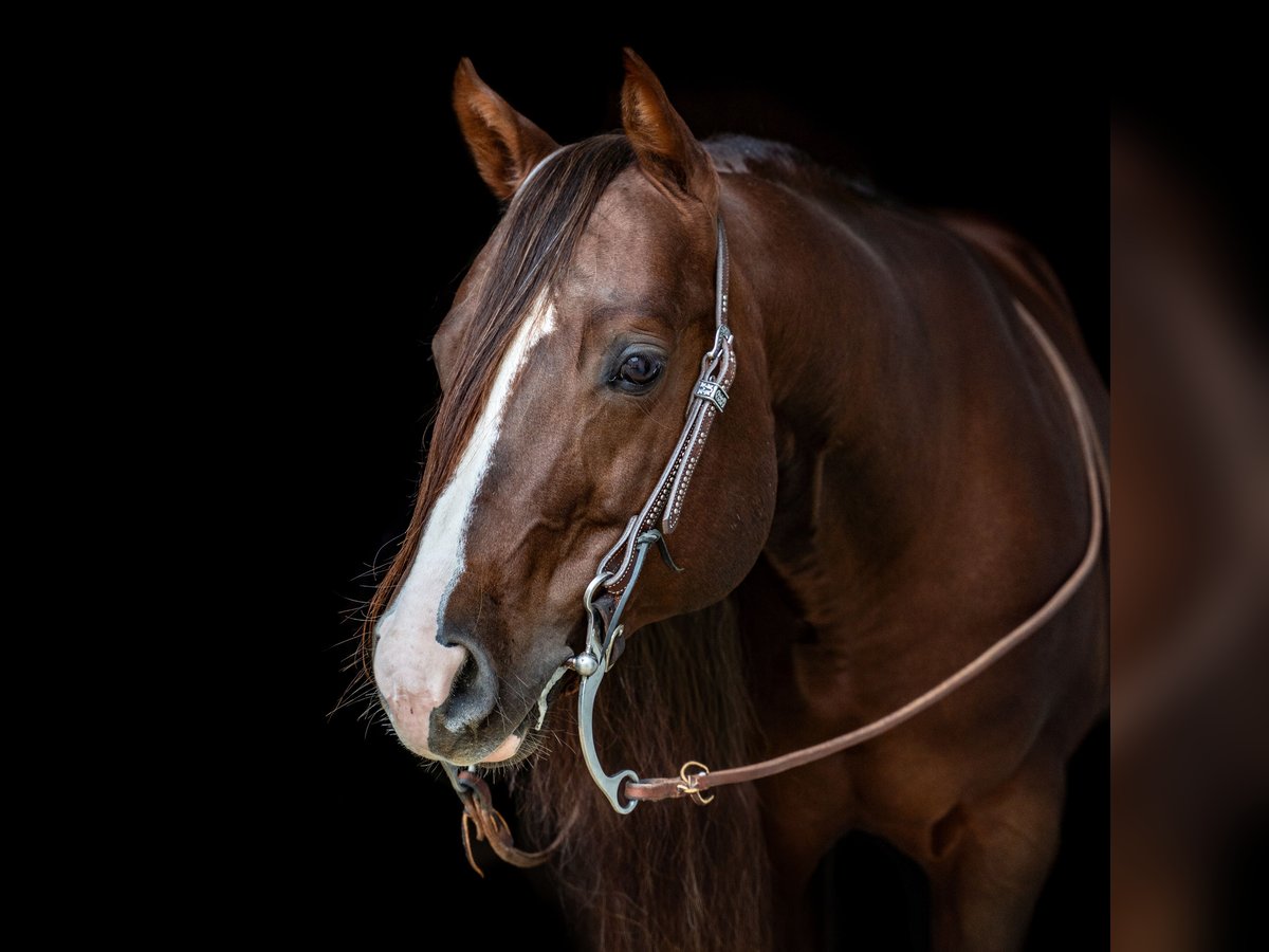 Quarter horse américain Étalon Alezan brûlé in Villingen-Schwenningen