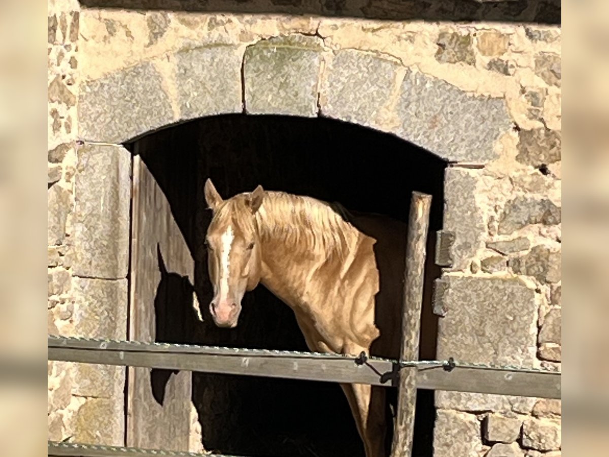 Quarter horse américain Étalon Champagne in Lormes