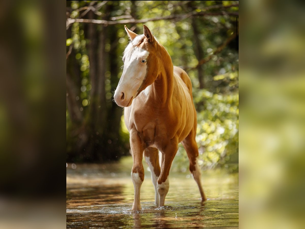 Quarter horse américain Étalon Palomino in Lipt. Mikul&#xE1;&#x161;