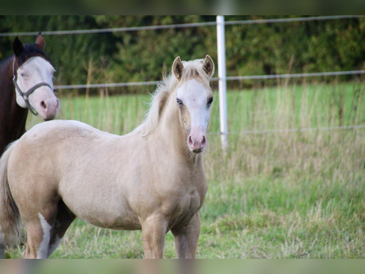Quarter horse américain Étalon Poulain (01/2025) 148 cm Palomino in Haren