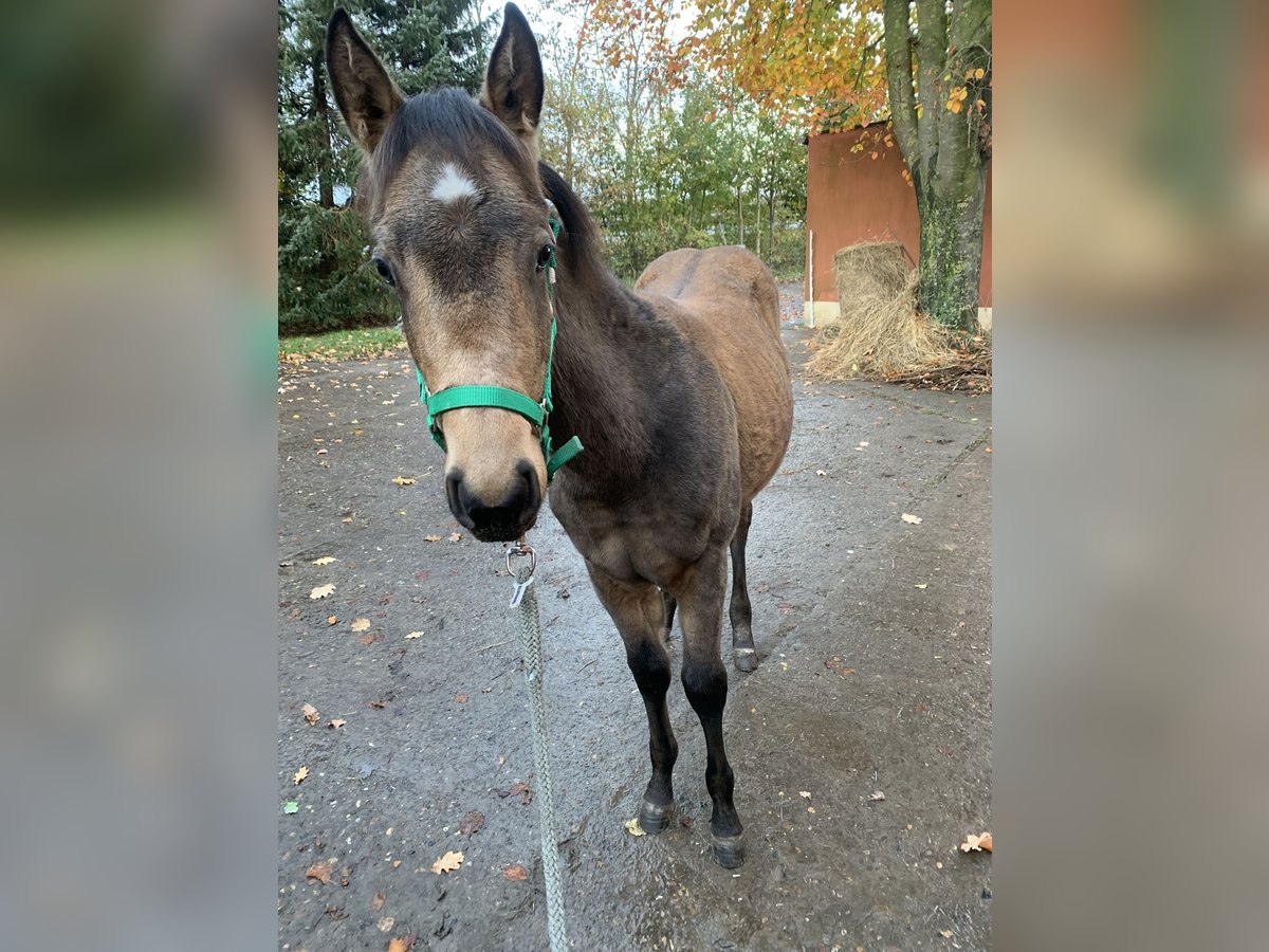 Quarter horse américain Étalon  150 cm Buckskin in Melle