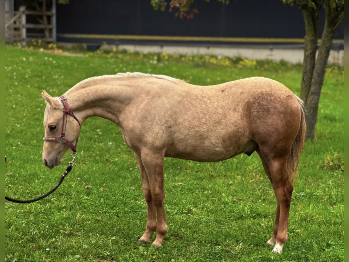 Quarter horse américain Étalon Poulain (02/2025) 150 cm Palomino in Schwalmtal