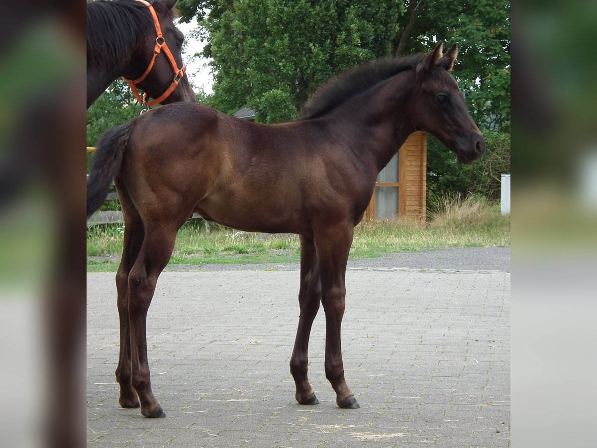 Quarter horse américain Étalon Poulain (05/2025) 152 cm Noir in M&#xFC;cke