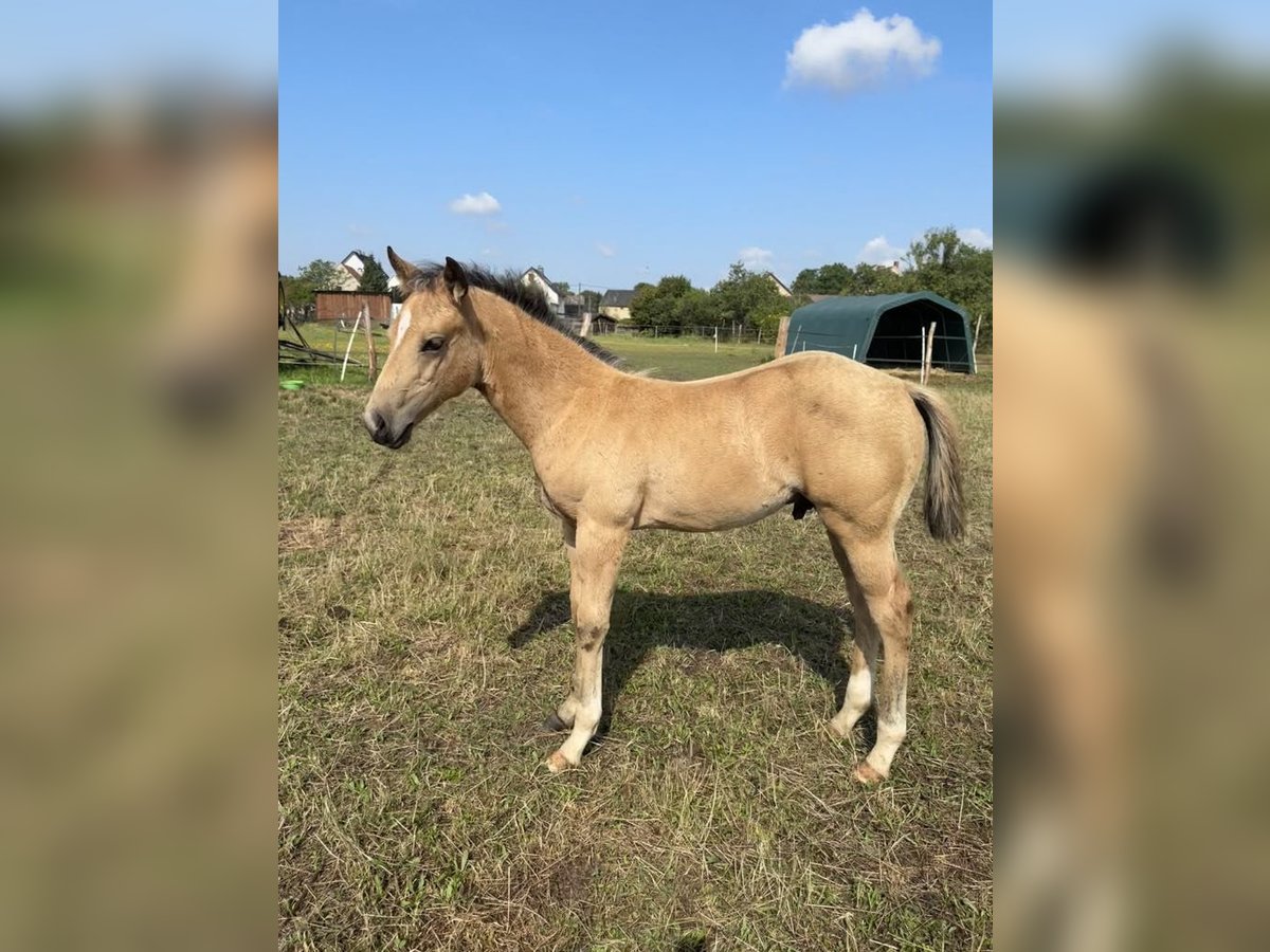 Quarter horse américain Étalon Poulain (05/2024) 152 cm Palomino in Königswartha