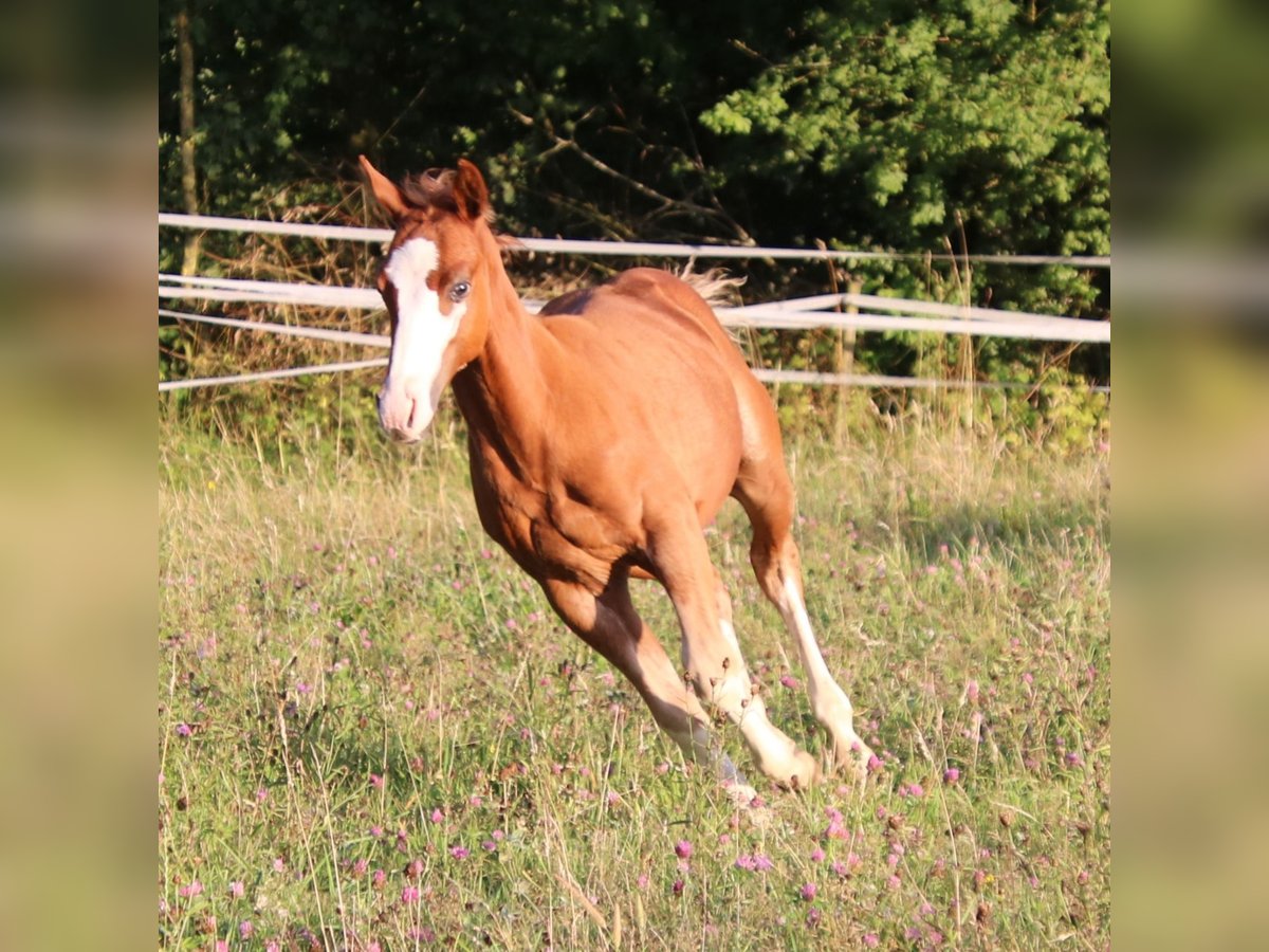 Quarter horse américain Étalon Poulain (04/2025) 153 cm Alezan in Breitenbach