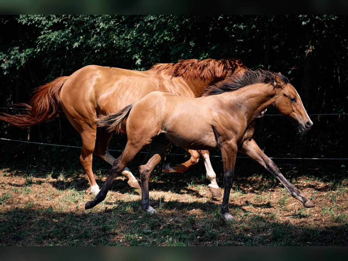 Quarter horse américain Étalon Poulain (04/2024) 154 cm Isabelle in Ternitz