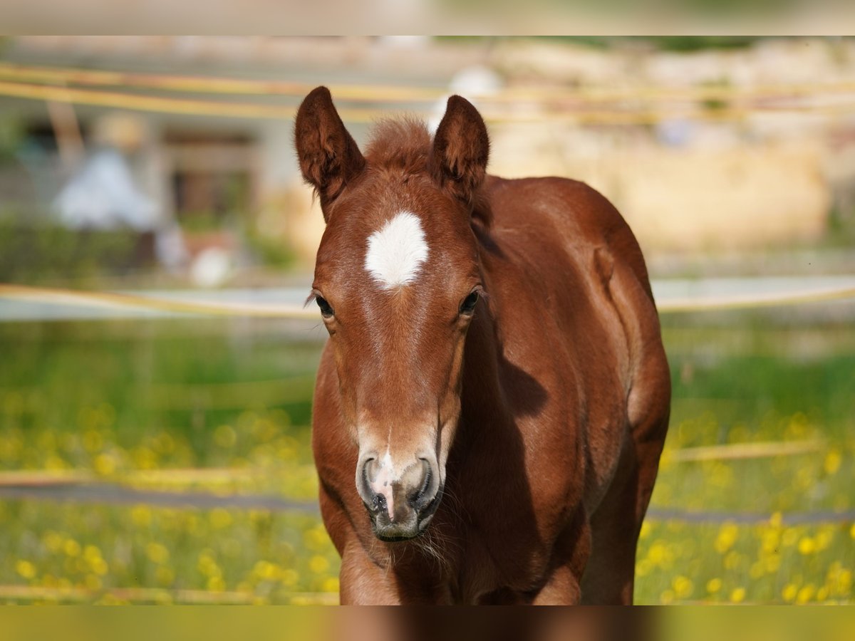 Quarter horse américain Étalon  Bai brun in Deutschnofen