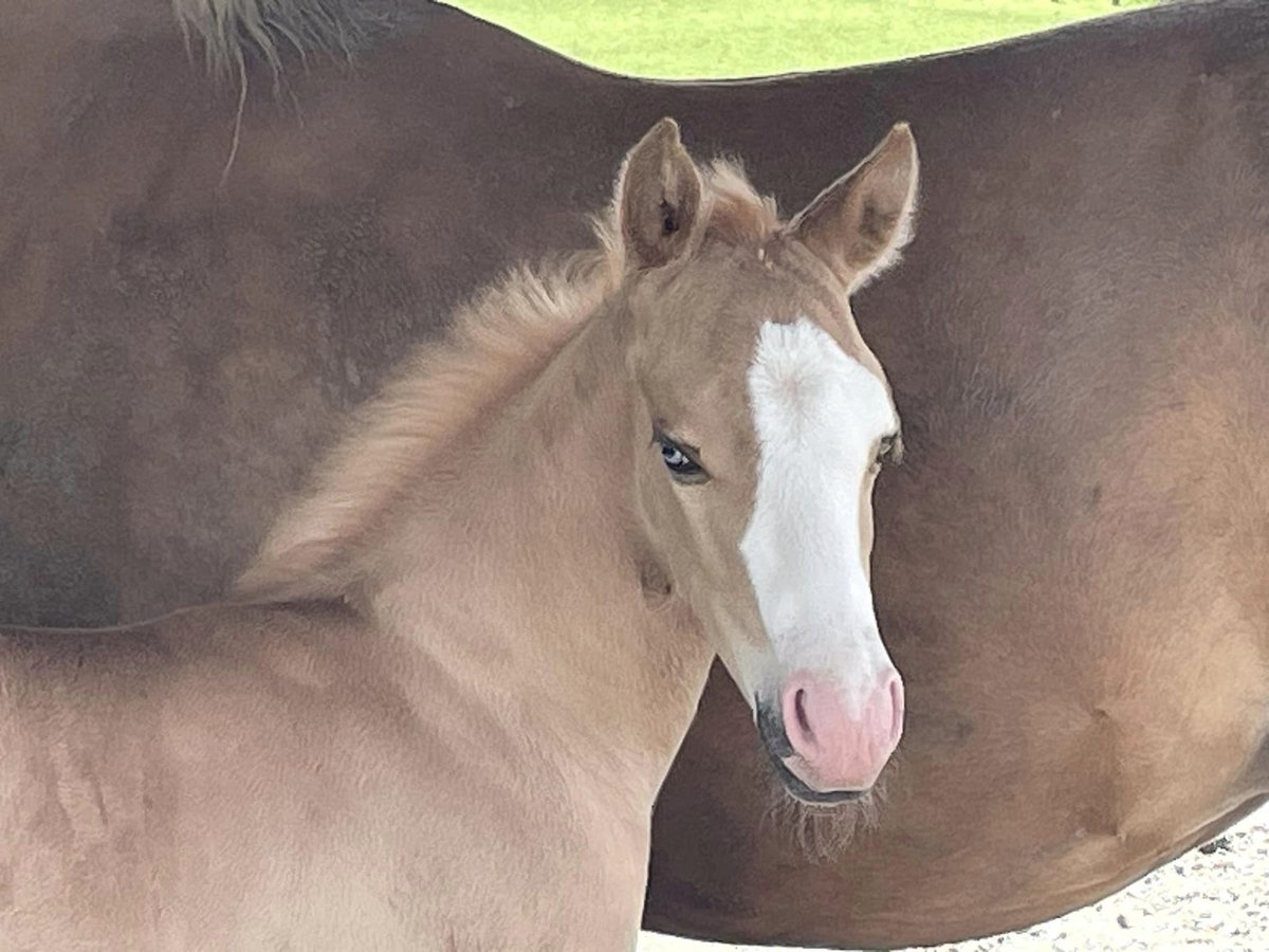 Quarter horse américain Étalon Poulain (05/2024) Palomino in Deggenhausertal