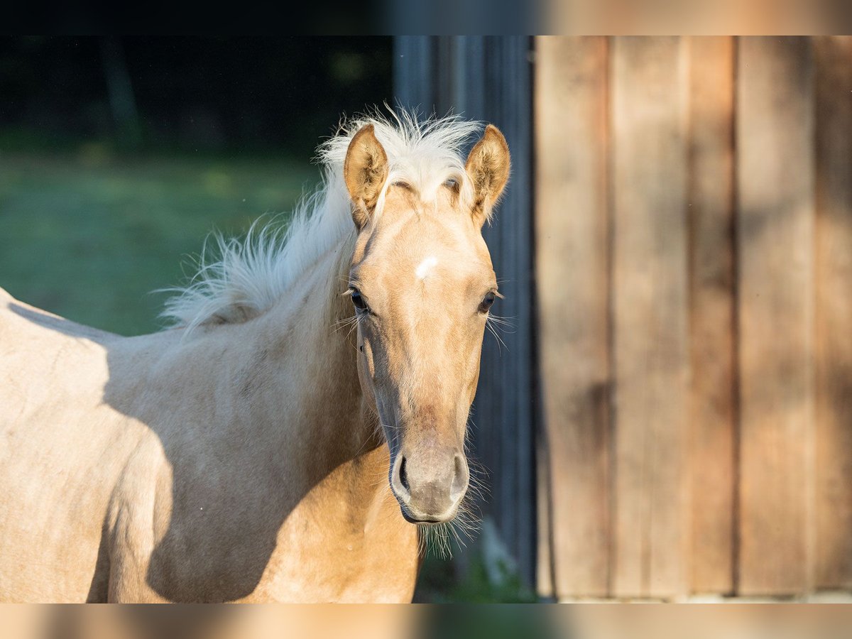 Quarter horse américain Étalon Poulain (03/2024) Palomino in Dietenheim