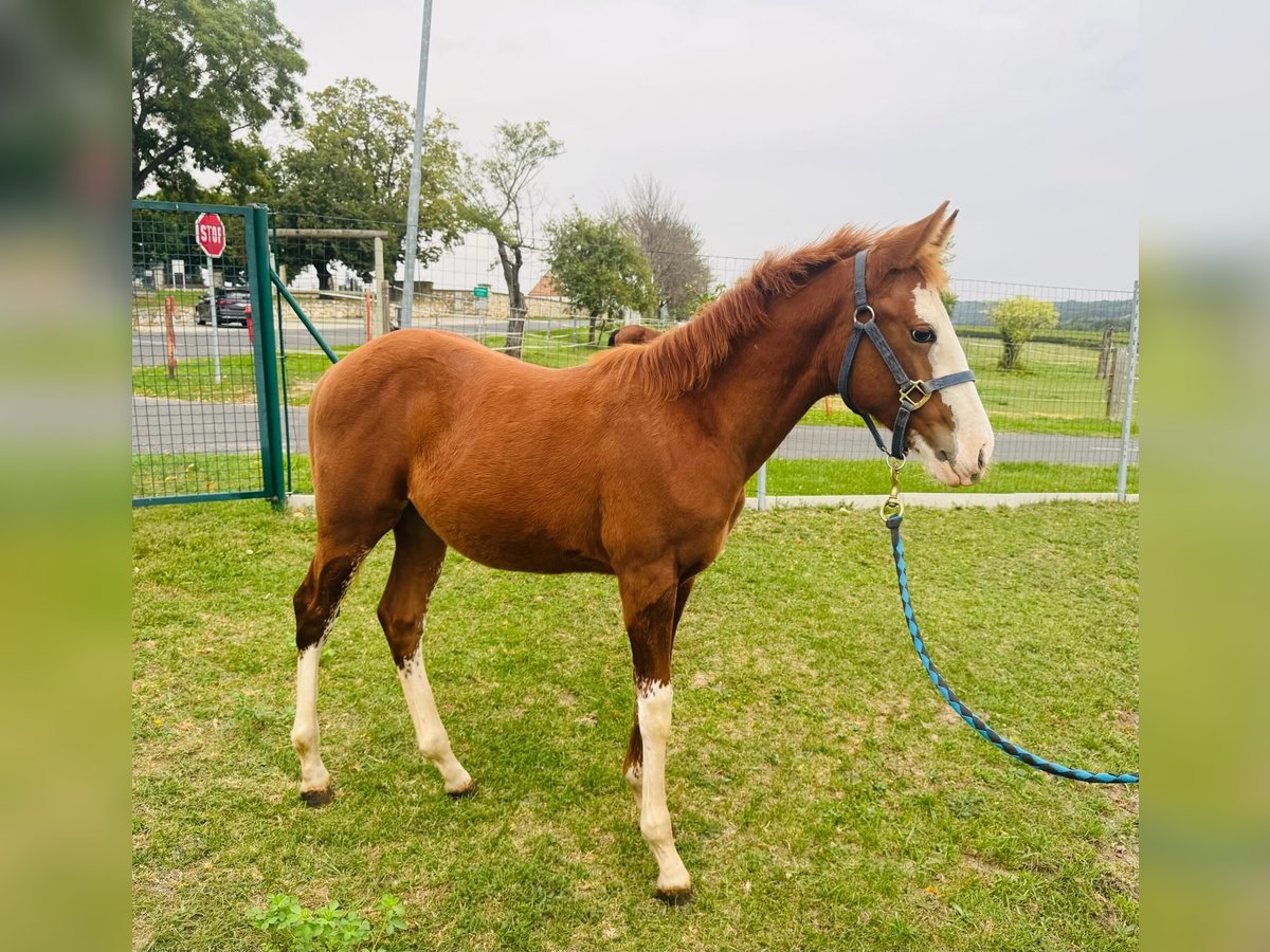Quarter horse américain Étalon Poulain (06/2025) in Horitschon