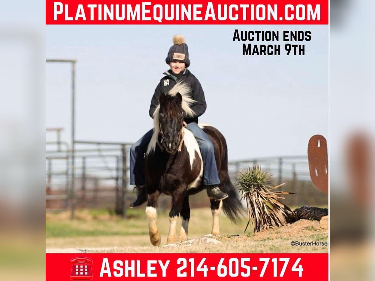 Quarter horse américain Hongre 10 Ans 112 cm Tobiano-toutes couleurs in Weatherford TX